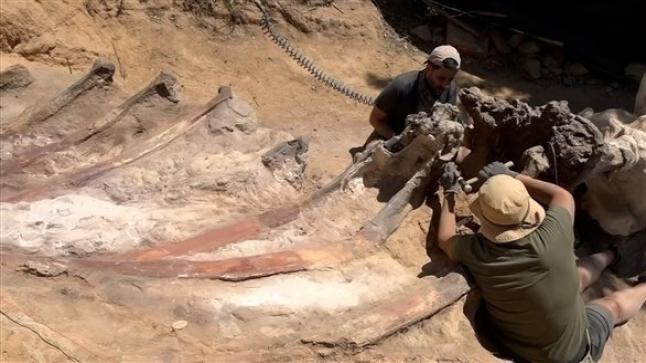 العثور على متحجرات ديناصور في حديقة منزل بالبرتغال