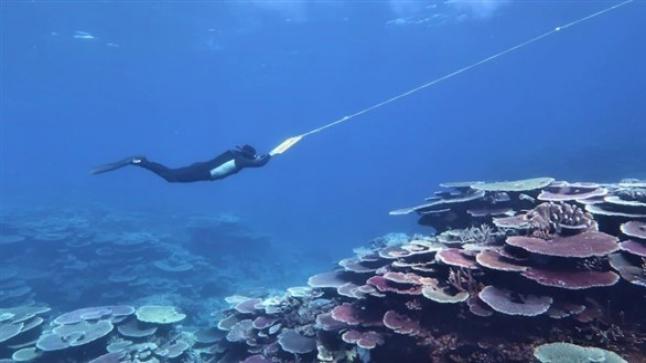 أجزاء من الحاجز العظيم بأستراليا تشهد أكبر غطاء مرجاني منذ 36 عاماً