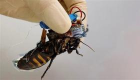 اليابان تستعين بالصراصير للبحث عن ناجين في الكوارث