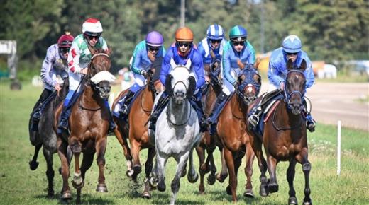 هولندا تحتضن جولة جديدة في كأس رئيس الدولة للخيول العربية