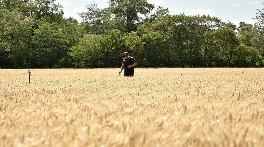 أوكرانيا تتوقّع تصدير أولى شحنات الحبوب “هذا الأسبوع”