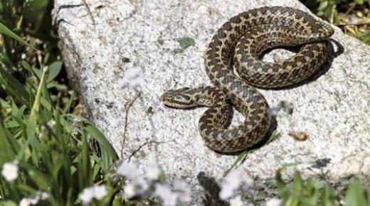 ثعابين تغزو المبنى الحكومي في هذا البلد والرئيس يهرب!