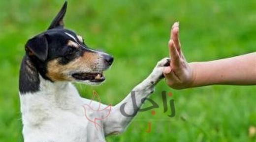 هل لمس الكلاب ينقض الوضوء؟