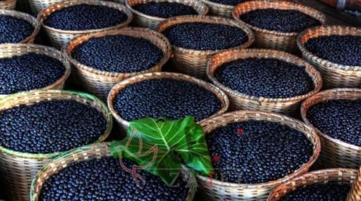 “التوت” يحمل علاج كورونا