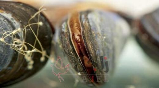 مخلفات غسل الملابس تسبب تلفاً للخياشيم والكبد  للأنواع البحرية