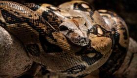 ثعبان ضخم ابتلع امرأة