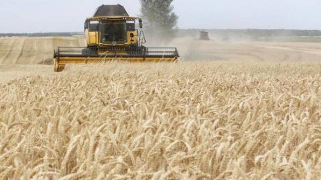 تراجع صادرات الحبوب الأوكرانية 30% في بداية الموسم