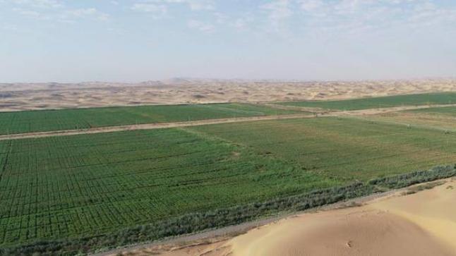 رمال الصحراء تربة خصبة في الصين