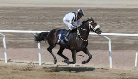 13 خيلاً تتأهب للفوز بكأس رئيس الدولة للخيول العربية