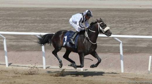 13 خيلاً تتأهب للفوز بكأس رئيس الدولة للخيول العربية