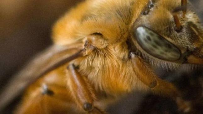 النحل غير اللاسع كنز في البرازيل