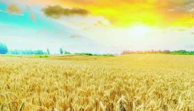 أسعار القمح العالمية تتراجع 14.5% في يوليو