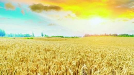 أسعار القمح العالمية تتراجع 14.5% في يوليو