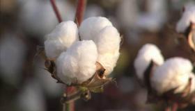 دعوة على مدرسة هوليودية زرعت حقل قطن لشرح فظائع العبودية