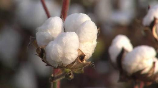 دعوة على مدرسة هوليودية زرعت حقل قطن لشرح فظائع العبودية