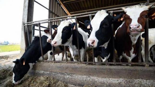 الجفاف يقتل عشرات الأبقار في إيطاليا