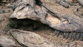 الجفاف يكشف آثار ديناصورات في قاع نهر أمريكي