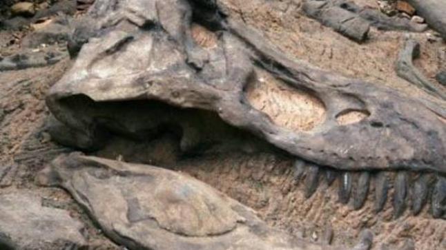 الجفاف يكشف آثار ديناصورات في قاع نهر أمريكي