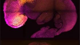 جنين فأر «اصطناعي» بدماغ وقلب ينبض