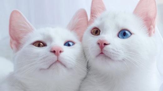 الصين تدخل عام 2019 بسبق عملي وهو “استنساخ القطط”