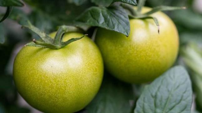 تعرف إلى.. فوائد الطماطم الخضراء