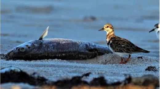 «المد الأحمر» يقتل الكائنات البحرية