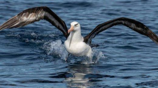 طيور القطرس «الخجولة» تهجر إناثها عند مواجهة ذكر منافس