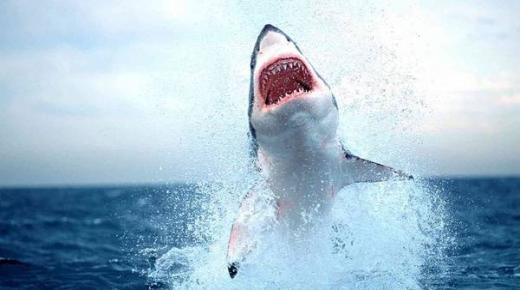 السلطات الكويتية تحذر من سمكة قرش كبيرة