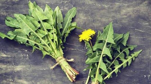 الهندباء الخضراء علاج شعبي قديم