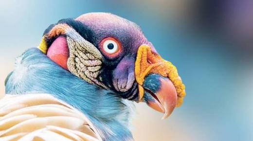 ملك النسور يقاوم الانقراض