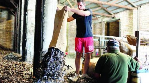 الخروب «ذهب أسود» في قبرص