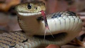 بسبب الأفاعي.. السلطات الأردنية تغلق مدرسة في عمّان