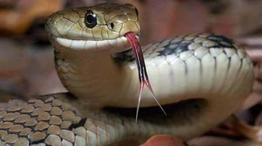 بسبب الأفاعي.. السلطات الأردنية تغلق مدرسة في عمّان