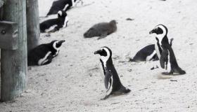 إنفلونزا الطيور تطيح بـ«البطاريق» في جنوب إفريقيا