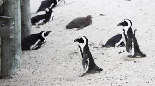 إنفلونزا الطيور تطيح بـ«البطاريق» في جنوب إفريقيا