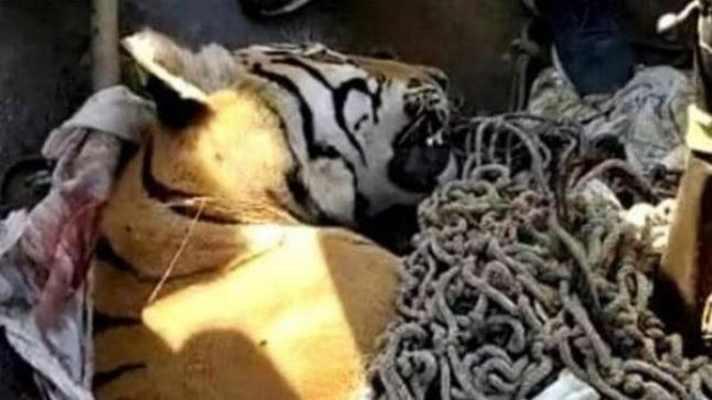 6 ساعات و8 قناصين لقتل النمر «آكل البشر» في الهند