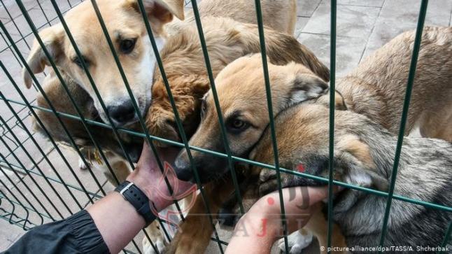 هواية ام جنون… ياباني يجمع 164 كلبا في منزل صغير