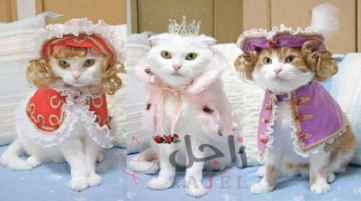 بطولة حملات إعلانية لعلامات أزياء فاخرة هي القطط