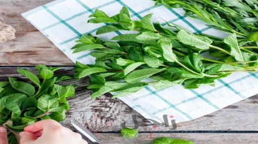 الطريقة الصحيحة لحفظ النعناع