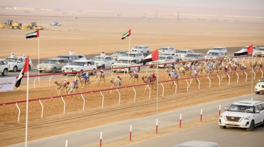 “هملولة” تحلق بناموس الشوط الأول في ثاني أيام مهرجان العين لسباقات الهجن