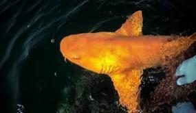 سر القرش البرتقالي الذي أدهش العلماء