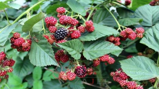 لخفض الكولسترول والدهون والسكر ..استخدم/ي ورق التوت