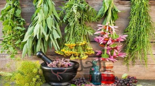 تقوية جهاز المناعة بالأعشاب منها الريحان