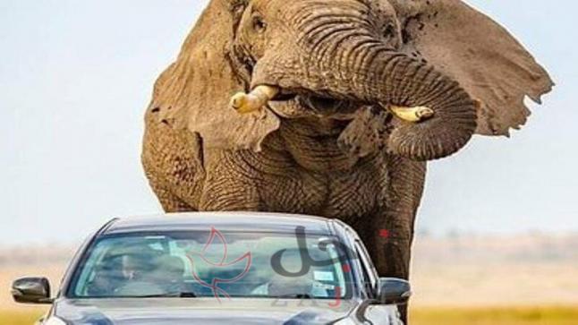 اندفاع فيل ضخم خلف سيارة صغيرة في كينيا