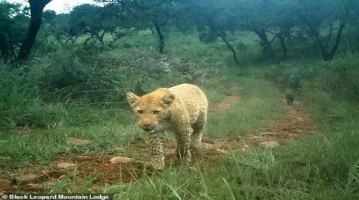 “فهد الفراولة” أندرالحيوان المفترس في العالم