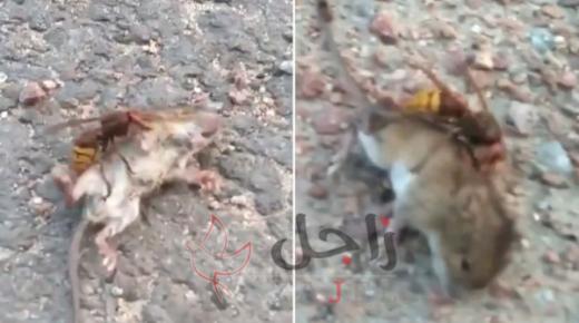 دبور عملاق يقتل فأرًا في أقل من دقيقة واحدة