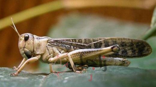 “الجراد” مساعد البشر في اكتشاف المتفجرات