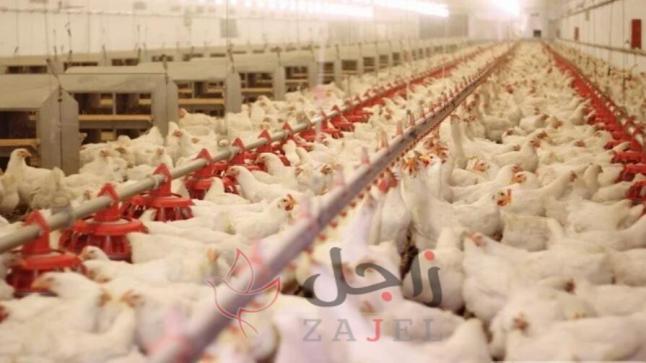 هولندا… اعدام 35700 دجاجة بسبب إنفلونزا الطيور