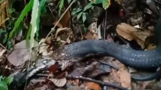 ‘معركة دامية’.. ‘كوبرا’ تبتلع أفعى عملاقة! بالفيديو