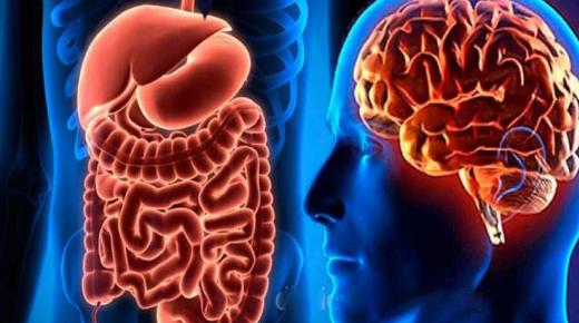 هل تؤثر البكتيريا النافعة على المزاج والسعادة ؟ ( الأمعاء والدماغ)